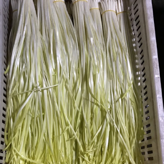 资阳普通韭黄 40~50cm 二茬