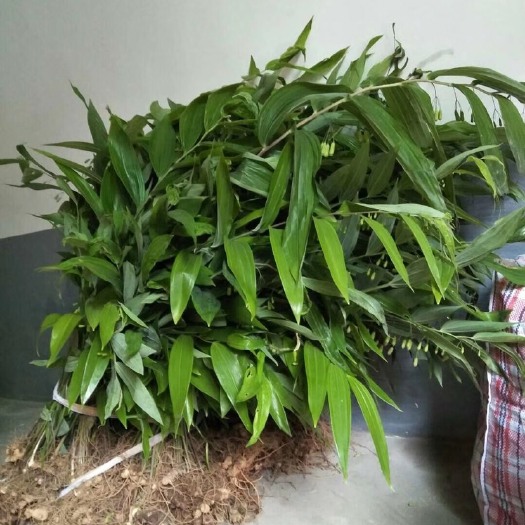 松溪县 黄精