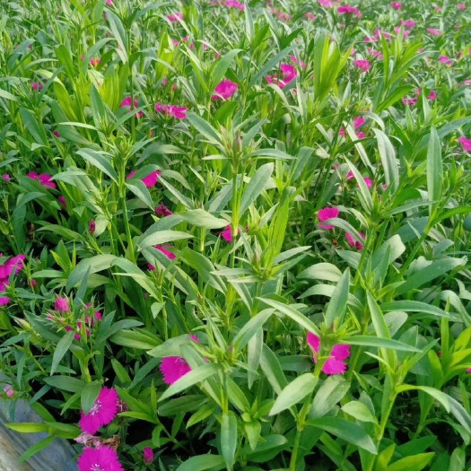 常州 常夏石竹