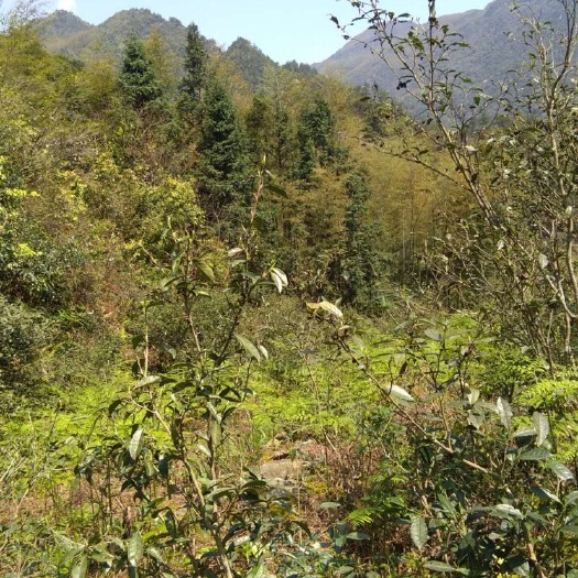 铅山县高山野生茶 武夷高山野茶 老制茶师传统手工制作手工红茶