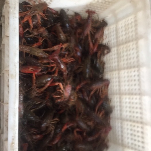 大竹县清水小龙虾 中红4-6钱
