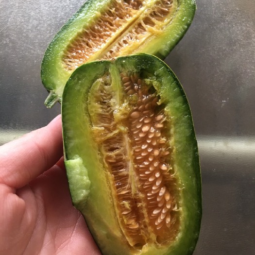 潍坊博洋甜瓜  羊角蜜 博洋系列甜瓜大量供应中
