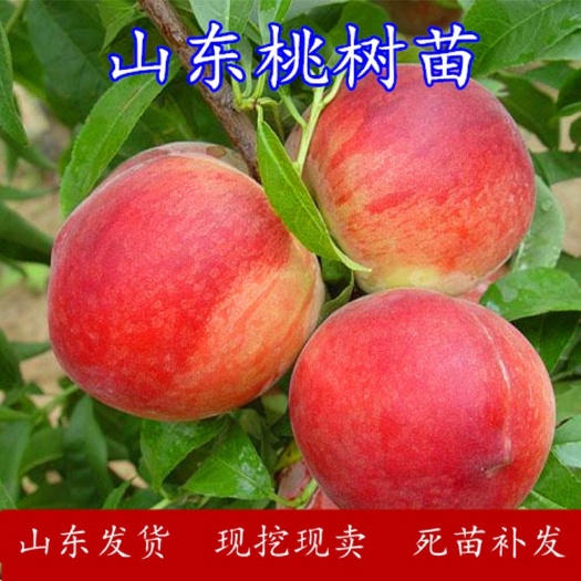 平邑县沂蒙霜红桃树苗 沂蒙嫁接霜红桃南北方种植 地栽盆栽死苗补发