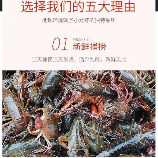 长沙清水小龙虾 最优质的荷花池清水虾，品质保证，量大从优哦