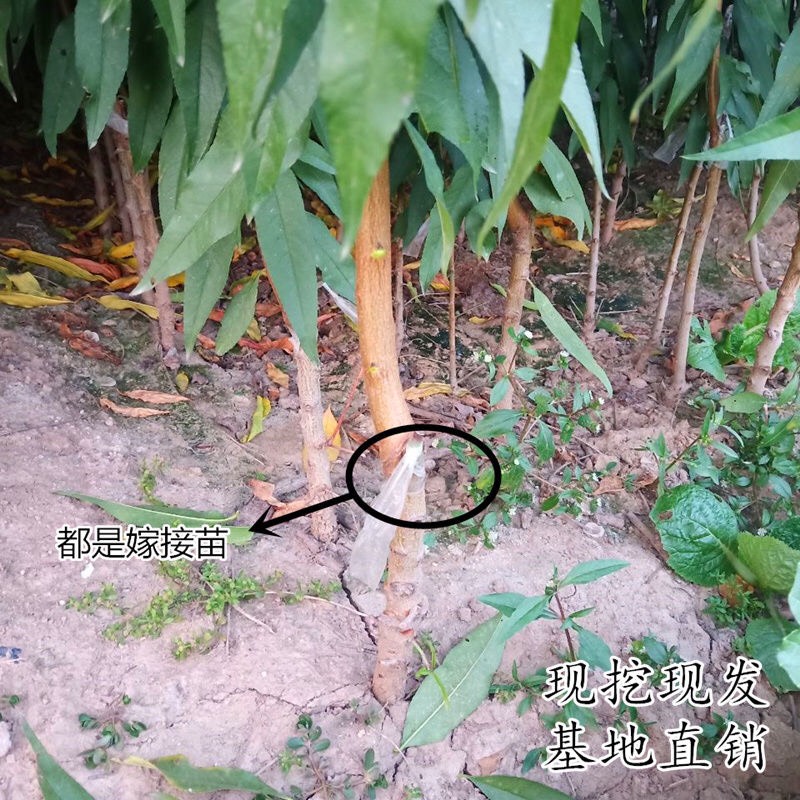 沂蒙霜红桃树苗 沂蒙嫁接霜红桃南北方种植 地栽盆栽死苗补发