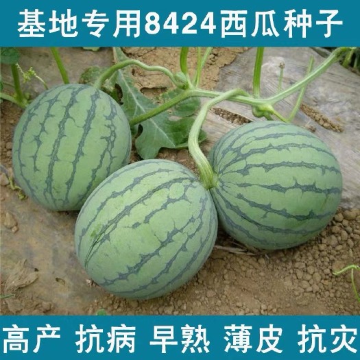 沭阳县 8424西瓜种籽高产甜早熟麒麟南方四季无籽种子特大巨型蔬菜种