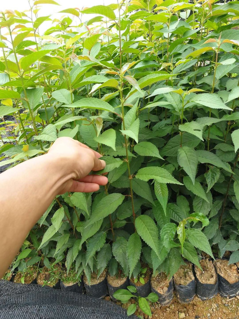  中国红樱花树苗广州樱花树苗樱花树苗