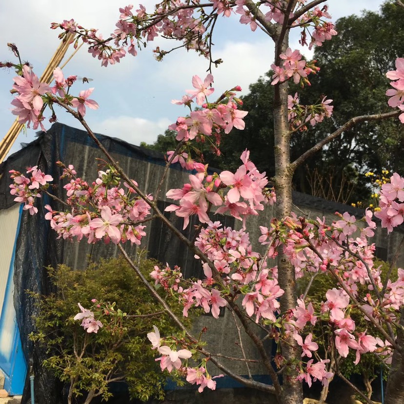  中国红樱花树苗广州樱花树苗樱花树苗