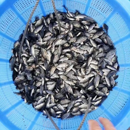 南宁 海南一号罗非鱼苗