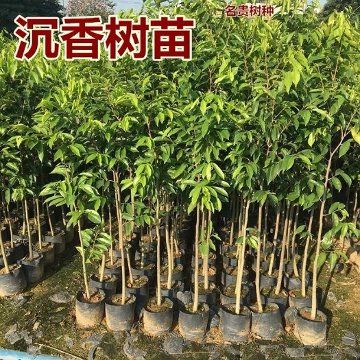广州 沉香树苗奇楠沉香树苗海南沉香苗白木沉香树苗