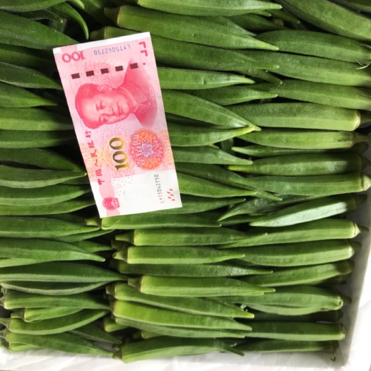 漳浦縣 福建有機(jī)水果秋葵