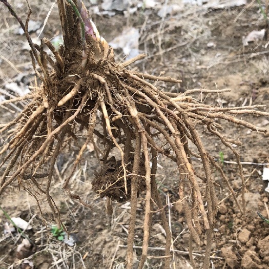 曹县芦笋根  优质芦笋苗！成活率高二年苗。大苗特粗