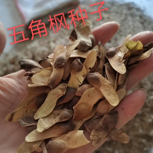 基地五角枫种子   发芽率高