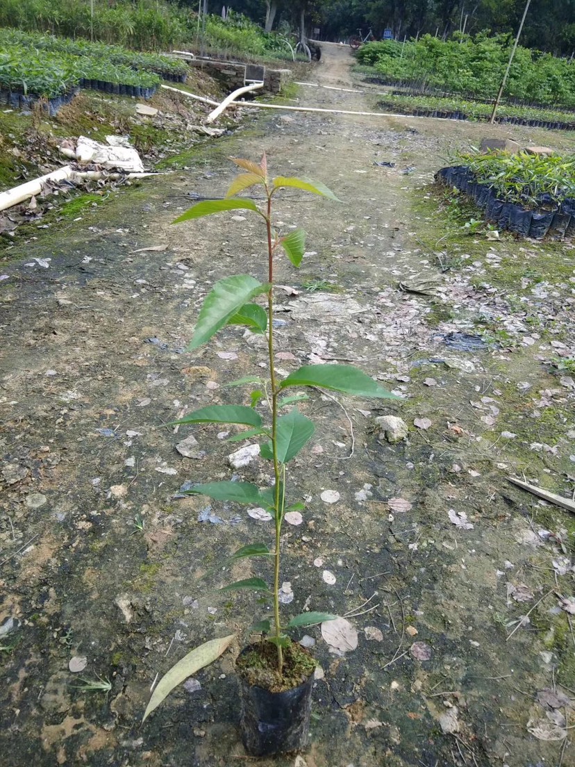  中国红樱花树苗广州樱花树苗樱花树苗