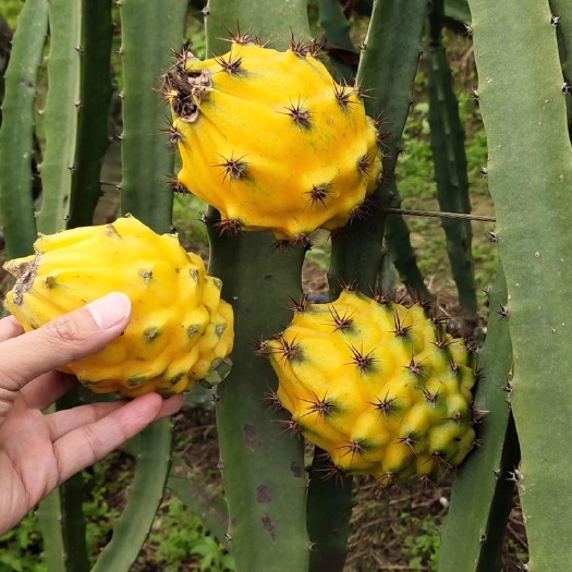 遂溪县 麒麟果苗