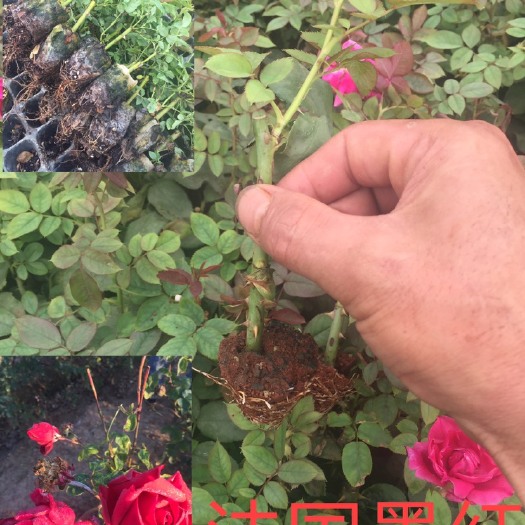 昆明食用玫瑰  以质量为主，扦插选料讲究，以服务至上