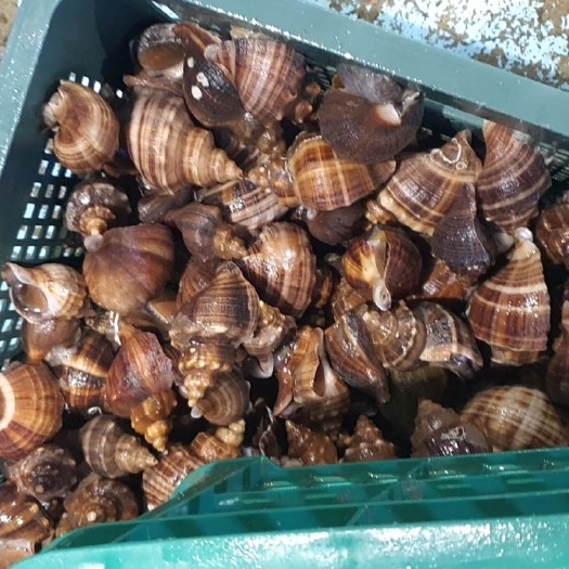 香螺 量大来看