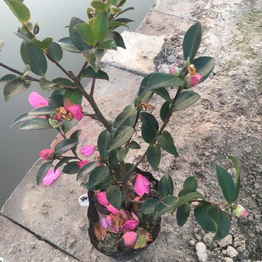 金华茶梅 20~30cm