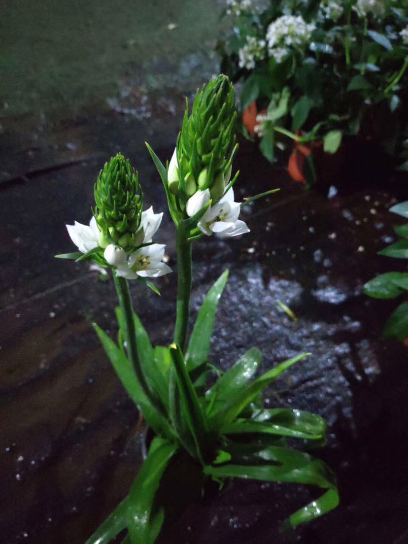 百合花 圣心百合盆栽喜凉爽 较耐寒花色洁白 根系发达净化空气花卉植物