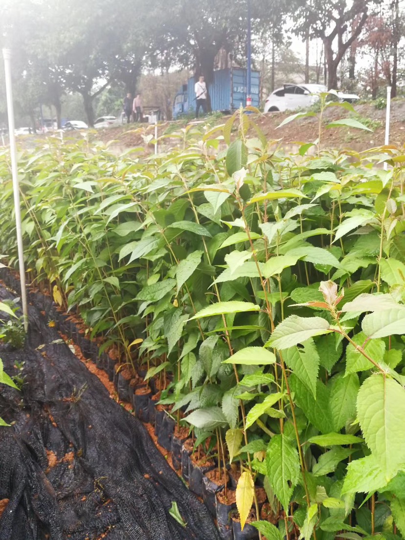  中国红樱花树苗广州樱花树苗樱花树苗