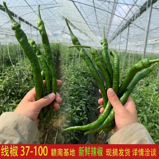 宁都县 螺线椒37-100，新鲜线椒，赣南基地，线椒可视频看货，欢