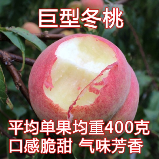 平邑县巨型嫁接冬桃苗  个头大  脆甜  现挖现卖