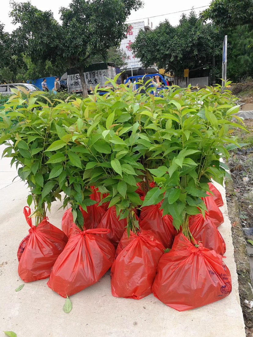  中国红樱花树苗广州樱花树苗樱花树苗