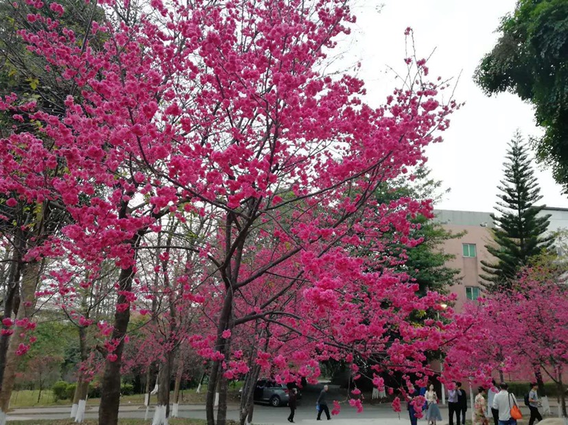  中国红樱花树苗广州樱花树苗樱花树苗