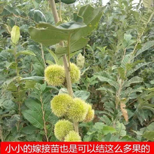 平邑县 板栗树苗嫁接板栗苗大红袍板栗栗子树苗南北方种植当年结果