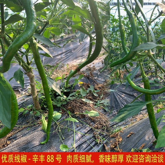 宁都县线椒，辛丰88号，新鲜线椒，赣南基地直供，现摘发货
