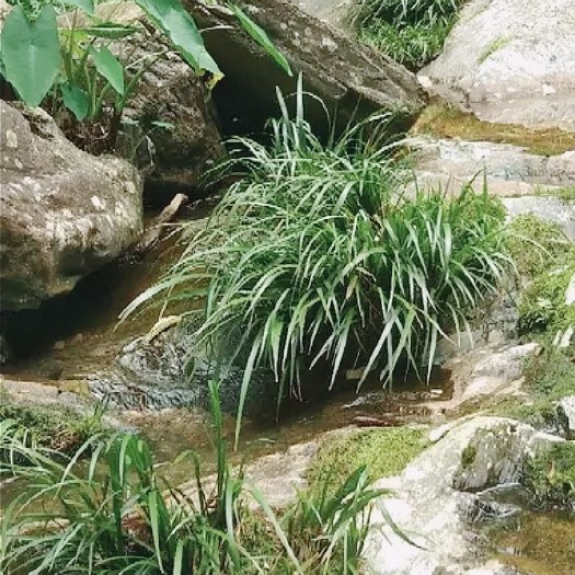 恩施市 石菖蒲