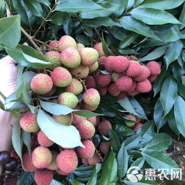 妃子笑荔枝 海南热带水果  妃子笑   菠萝蜜  长期有货