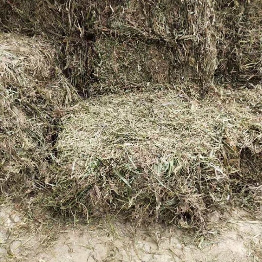 昆明观音草