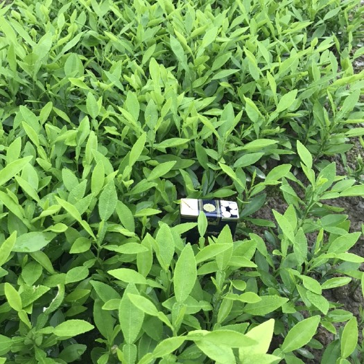 荔浦市香橙苗 本场大量供应；正宗资源香橙小苗，枳壳小苗