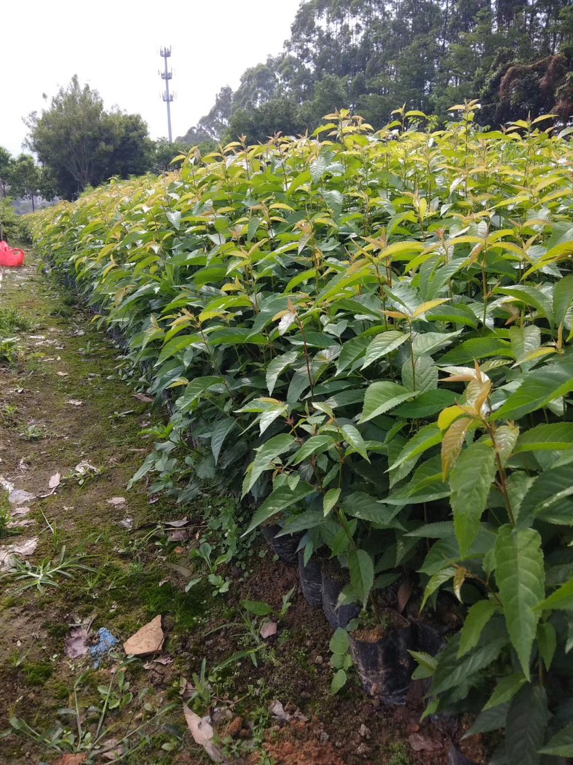  中国红樱花树苗广州樱花树苗樱花树苗