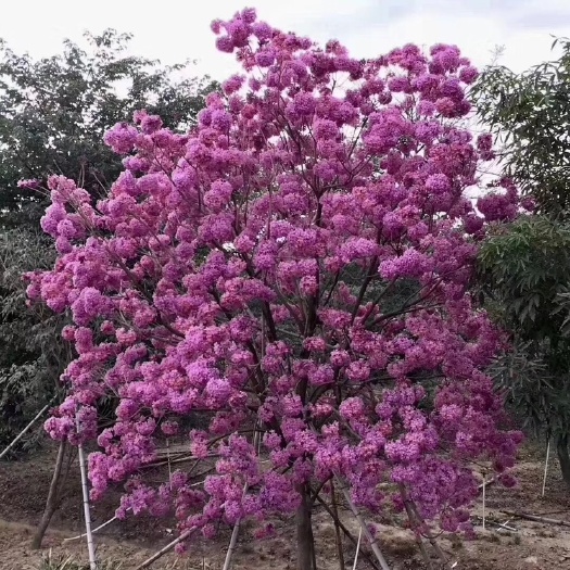 广州 紫花风铃树苗紫花风铃木苗多花紫花风铃苗