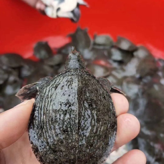 南宁 长期出售，甲鱼苗，黄沙苗，珍珠苗。。。
