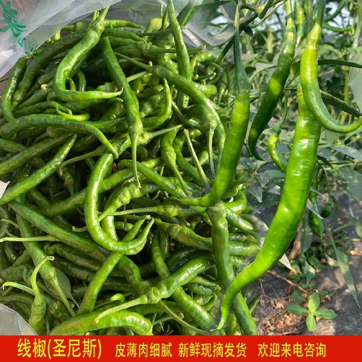 宁都县 线椒，圣尼斯线椒，新鲜线椒，产地直供，现摘发货