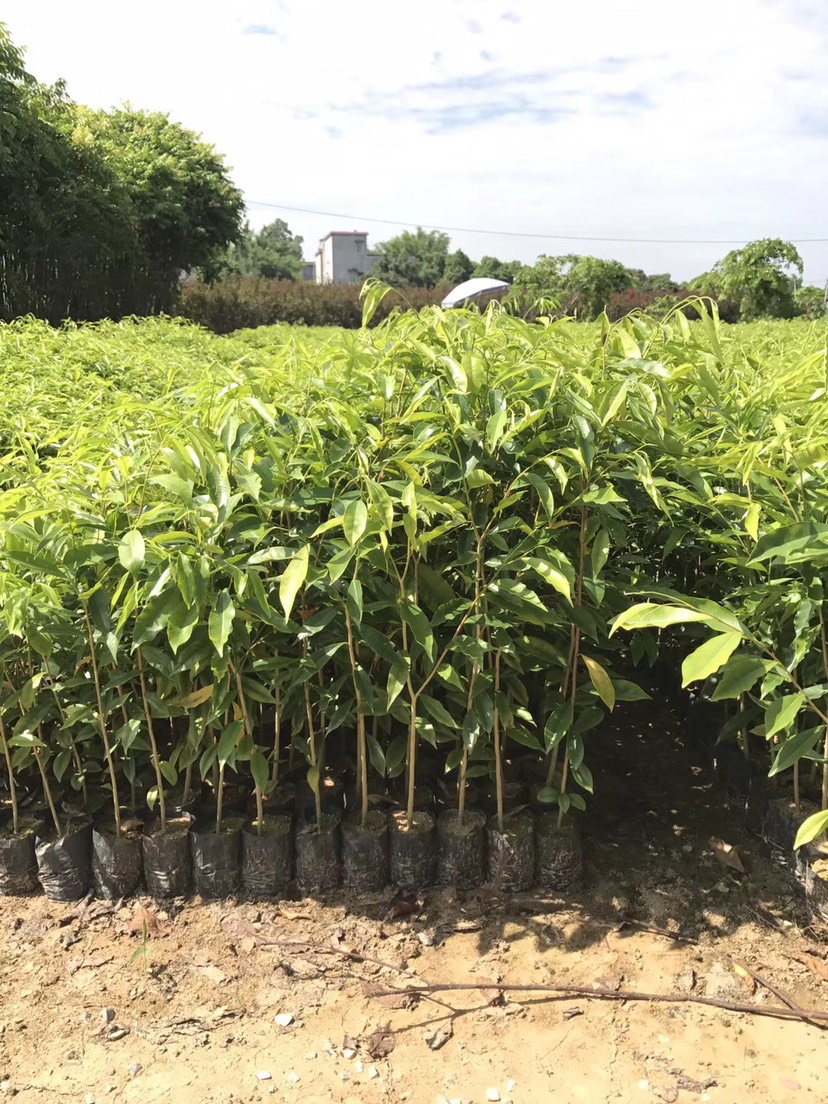 沉香树苗的种植方法有哪些？怎么处理？沉香怎么做