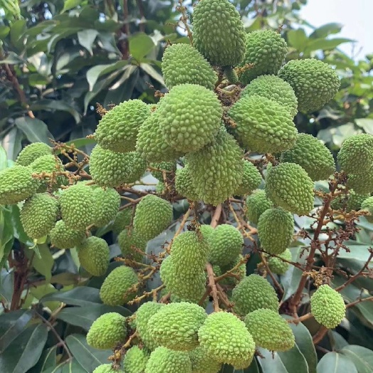 海口妃子笑荔枝 海南热带水果  妃子笑   菠萝蜜  长期有货