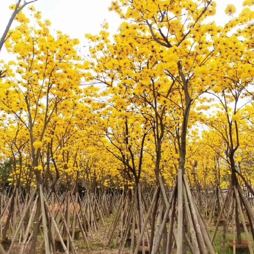 广州 黄花风铃树苗黄花风铃木苗黄花风铃苗