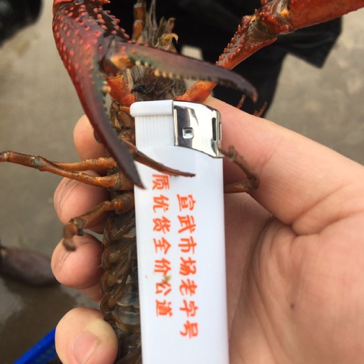 微山县微山湖小龙虾 每天上午8:30视频看货