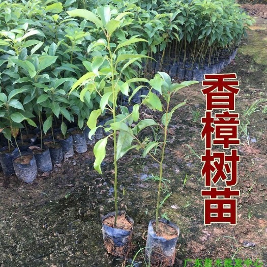 广州 香樟树苗香樟绿化苗驱蚊香樟树苗南北方种植