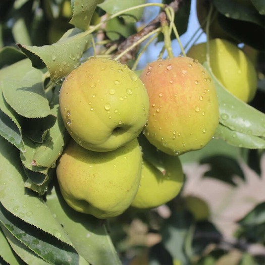 新疆库尔勒香梨新鲜水果产地直发水果 小梨子一件包邮