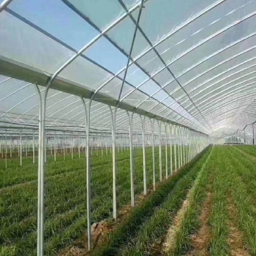 天津 蔬菜大棚