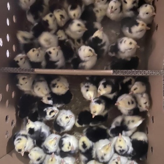 广州贵妃鸡苗，基地直供，质量保证，诚信经营