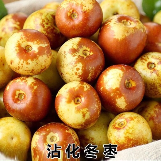 平邑县沾化冬枣苗  嫁接枣树苗南方北方种植枣子树红青沾化冬枣庭院盆栽地栽当年结果