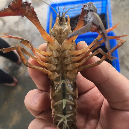 徐州微山湖小龙虾 456789