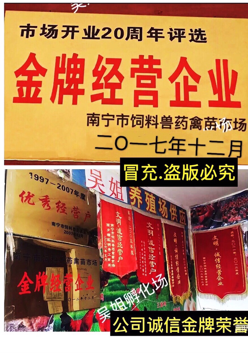 K9.快大鸡苗、（平台严选店），质量有保障