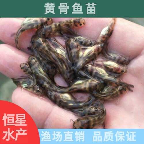 广州杂交黄骨鱼  黄顙鱼苗批发